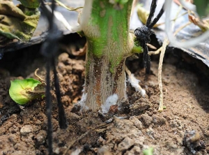 Wet lesion surrounding the base of this pepper plant.  altered tissues are locally moist and dark.  (<i>Sclerotium rolfsii</i>)