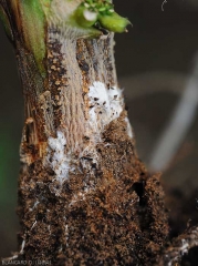 On this moist lesion surrounding this pepper plant, white mycelial palmettes develop superficially.  (<i>Sclerotium rolfsii</i>)