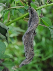 This eggplant leaf is completely invaded by <i><b>Choanephora cucurbitarum</b></i> which sporulates there abundantly.  (rot in Choanephora)