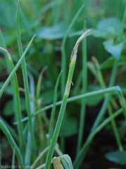 <i><b>Choanephora cucurbitarum</b></i> has settled on the weathered tissues of the blade tip of this chive leaf.  (rot in Choanephora)