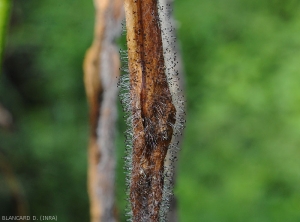 Detail of <i><b>Choanephora cucurbitarum</b></i> fruiting bodies on a bean pod.  Note the numerous pinhead structures.  (rot in Choanephora)