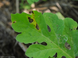 More extensive Sigatoka lesions on watermelon leaf.  <i>Cercospora citrullina</i>