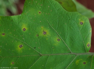 Detail of young necrotic spots on the upper side of an eggplant leaf.  Note some discreet concentric patterns.  <i>Cercospora</i> sp. 