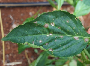 Classic Sigatoka spots on pepper leaves.  The lesions have a grayish center, a darker peripheral border, and present concentric patterns.  <i>Cercospora</i> sp.