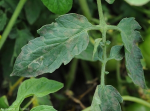 On this tomato leaflet, the Sigatoka spots are rather discreet.  their outline is ill-defined, and their tint is brownish-yellow.  <i>Pseudocercospora fuligena</i>