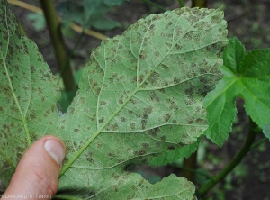 Cercosporiose-Gombo3