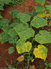 Numerous chlorotic, sometimes necrotic spots dot the leaves of this cucumber plant.  Note that the lower leaves are more affected and partially yellowing.  <i>Corynespora cassiicola</i> (corynesporiosis)