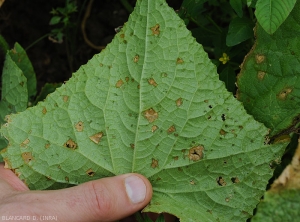 Wet spots more or less developed observed on the underside of the blade of a cucumber leaf.  The youngest lesions are rather moist, the oldest turn brown and become necrotic.  The central part of some spots gradually splits. <i>Corynespora cassiicola</i> (corynesporiosis)