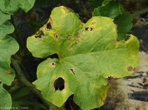 The spots gradually necroticized and dried out on this melon leaf.  The altered tissues have decomposed and fallen off, giving the blade a holey appearance.  <i>Myrothecium roridum</i>