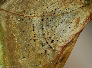 Appearance of greyish to black sporodochia formed on the lesions, particularly on the leaves.  <b><i>Myrothecium roridum</i></b>