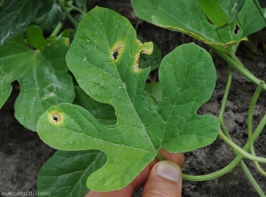 Appearance of lesions caused by <i>Myrothecium roridum</i> on pungent cucumber leaf (<i>Cucumis anguria</i>)