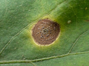 Detail of a lesion on eggplant leaf induced by.  <i>Myrothecium roridum</i>.  Note the presence of numerous small blackish pads marbling the necrotic tissue.  These structures sign the parasitism of this fungus.