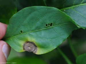 A circular lesion has formed at the edge of the leaf blade of this pepper leaf.  Brown to dark brown in color, it has clearly visible concentric patterns.  A halo diffuses the belt.  <i>Myrothecium roridum</i>