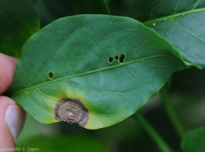 A circular lesion has formed at the edge of the leaf blade of this pepper leaf.  Brown to dark brown in color, it has clearly visible concentric patterns.  A halo diffuses the belt.  <i>Myrothecium roridum</i>