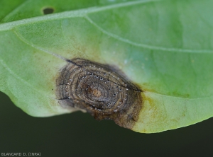 Detail of a lesion on pepper leaf produced by.  <i>Myrothecium roridum</i>.  Note the presence of small blackish pads on the underside of the blade, very characteristic structures of this mushroom.