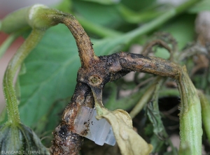 Pycnidia and perithecia of <i><b>Didymella bryoniae</b></i> cover this portion of rotten stem giving it a blackish tint.