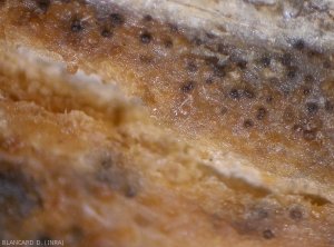 Fructifications of <i>Didymella bryoniae</i> observed under a binocular magnifying glass;  they are more or less melanized and therefore dark brown to black in color.  (gummy stem blight)