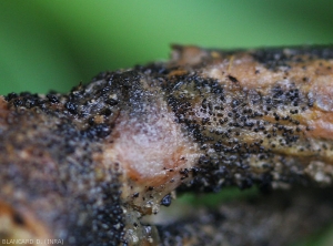 Fruiting bodies of <i>Didymella bryoniae</i> mature and strongly melanized.  (gummy stem blight)