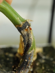 On this canker developed on the lower part of the stem of this cucumber foot, caramel-colored gummy exudates form locally.  <i>Didymella bryoniae</i> (gummy stem cankers)