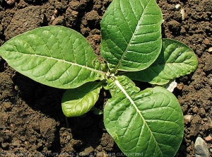 Boron deficiency