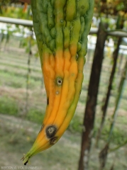 Sigatoka spots on sorossi fruits.  (<i>Momordica charantia</i>).  In their zone of influence, the extremity of the fruit, the latter has strongly yellowed.  (<i>Cercospora citrullina</i>)