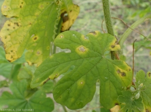 Cercospora-sorossi4