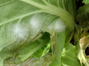 "Mycelial proliferations" on petsai cabbage leaf.  The newly formed young mycelium is still white.  <i>Rhizoctonia solani</i>