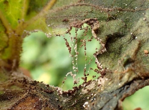 The mycelium of <i>Rhizoctinia solani</i> is clearly visible at the level of this lesion, the tissues of which have decomposed and fallen off.  (wax gourd, (<i>Benincasa hispida</i>)