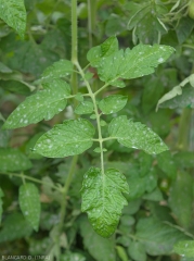 Several circular colonies produced by <i><b>Pseudoidium neolycopersici</b></i> dot these tomato leaflets.  (oidium, powdery mildew)