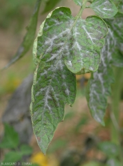 The development of <b>pseudoidium neolycopersici</b></i> on this tomato leaflet is quite remarkable as it occurs on and near the veins.  (oidium, powdery mildew)