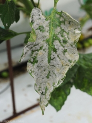 Detail of a leaflet entirely parasitized by <i><b>Pseudoidium neolycopersici</b></i>.  (oidium, powdery mildew)