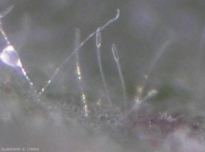 Conidiophores and conidia of <b><i>Leveillula taurica</i></b> observed under binocular microscope.  Oidium (powdery mildew)