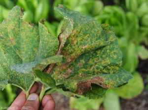 These patisson leaves are covered with numerous angular chlorotic, even necrotic, often confluent spots.  <i><b>Pseudoperonospora cubensis</b></i> (mildew, downy mildew)