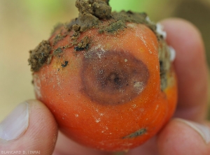 Large lesion with a diffuse outline caused by a <i>Colletotrichum</i> sp.  (anthracnosis)