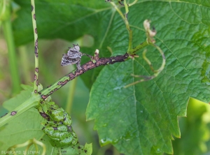 The tip of this young shoot is almost completely altered. Young leaves with tender tissue are completely necrotic, while numerous canker lesions, sometimes confluent, cover the herbaceous stem. <b><i>Elsinoë ampelina</b></i>