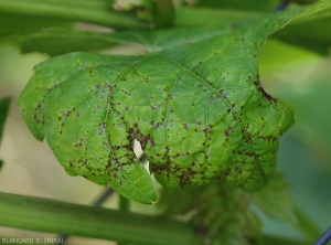 Detail of young lesions on vine leaves. <i> <b> Elsinoë ampelina </b> </i>