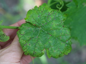 By necrosis and drying, the spots lighten in their center. <i> <b> Elsinoë ampelina </b> </i>