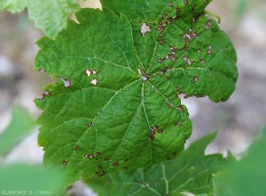 Necrotic leaf tissue eventually tears, decomposes, and sometimes drops, giving the blade a riddled appearance. <i> <b> Elsinoë ampelina </b> </i>