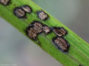 Three zoospores germinated near the sporangium from which they were formed and then released. (view with a scanning microscope) <i><b> Plasmopara viticola </i> </b>