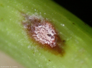 Spore pads, acervules, begin to form on this young vine branch vine lesion. <i> <b> Elsinoë ampelina </b> </i>