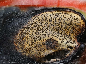 <b><i>Phomopsis vexans</i></b> has formed many conspicuous pycnidia on this pepper fruit.