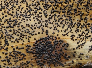 Detail of large, globular, black pycnidia formed on a pepper fruit.  <b><i>Phomopsis vexans</i></b>