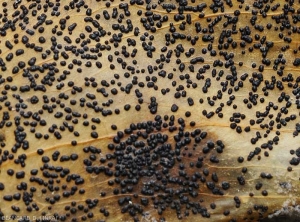 Detail of large, globular, black pycnidia formed on a pepper fruit.  <b><i>Phomopsis vexans</i></b>