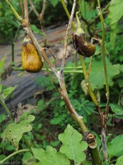 Several eggplant twigs are affected by the development of <b><i>Phomopsis vexans</i></b>.  Dark longitudinal lesions encircle them for several centimeters, presenting a black-brown hue, whitening in places.  Many leaves have fallen.