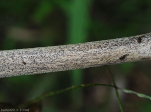 <b><i>Phomopsis vexans</i></b> has formed many rather inconspicuous pycnidia on this eggplant twig whose tissues tend to turn white.