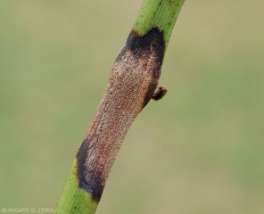 The lesion is now firmly in place, it has surrounded the vine branch for several centimeters.  <i><b>Pilidiella diplodiella</i></b>