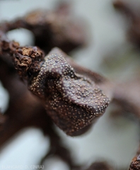 Shriveled grape berry covered with ripe whitish pycnidia.  <i><b>Pilidiella diplodiella</i></b> (white rot).