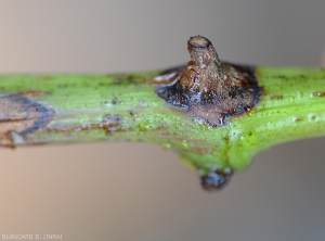 Brown to blackish lesion on young shoot starting around a knot.  <i> <b> Pilidiella diplodiella </b> </i> (white rot)