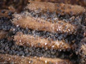 Numerous blackish pycnidia have formed on this lesion on a vine branch.  They are in greater number in the infractuosités.  <i> <b> Pilidiella diplodiella </b> </i> (white rot)