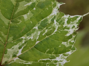 Detail of discolorations visible on the limbus.  <b> Genetic anomaly </b> (chimera)